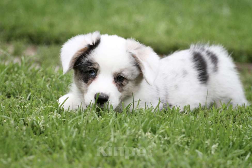 Собаки в Москве: Мальчик вельш корги кардиган Мальчик, Бесплатно - фото 4