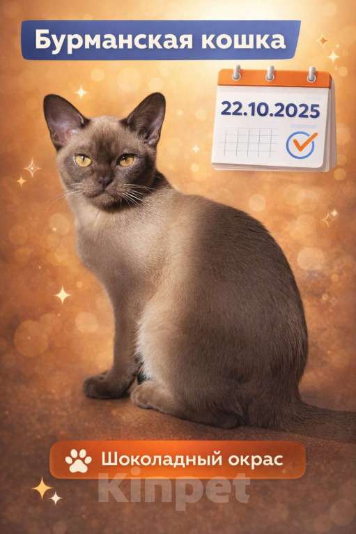 Кошки в Ростове-на-Дону: Европейская бурма кошка шоколад Девочка, 65 000 руб. - фото 1