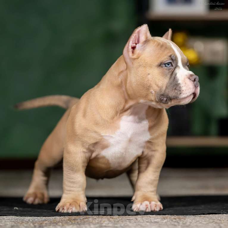 Собаки в других городах Воронежской области: Предлагается щенок Американский Булли Мальчик, 250 000 руб. - фото 3