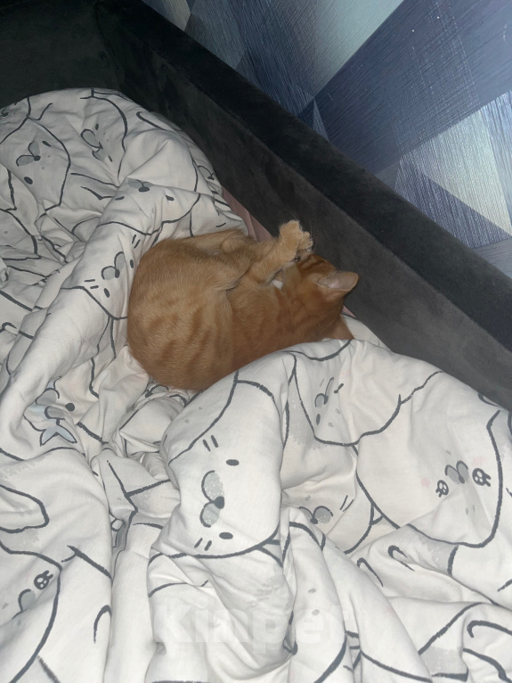Кошки в Москве: Котенок в добрые руки Мальчик, Бесплатно - фото 3