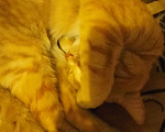 Кошки в Москве: Отдам в добрые руки рыженького котика Мальчик, 1 руб. - фото 1