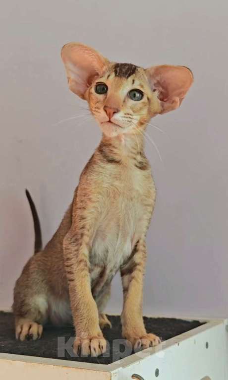 Кошки в Петрозаводске: Герман Мальчик, 130 000 руб. - фото 2