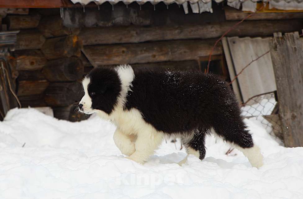 Собаки в других городах Владимирской области: щенок австралийской овчарки. Мальчик, 60 000 руб. - фото 3