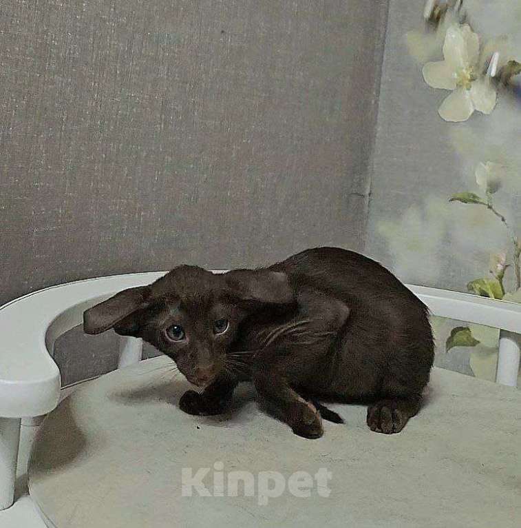 Кошки в Москве: Ориентальный экстрим мальчик Мальчик, Бесплатно - фото 5