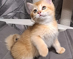 Кошки в Москве: Золотой шотландский котик Мальчик, 25 000 руб. - фото 3