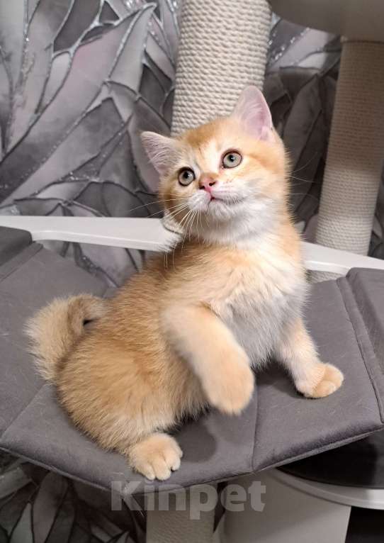 Кошки в Москве: Золотой шотландский котик Мальчик, 25 000 руб. - фото 3