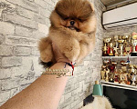 Собаки в Москве: 100% померанский шпиц курносый МИНИ мальчик питомник РКФ Мальчик, Бесплатно - фото 1
