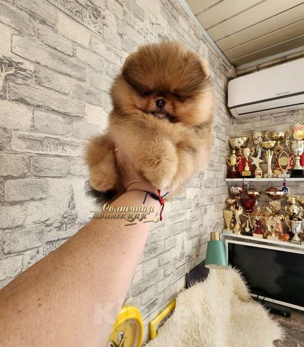 Собаки в Москве: 100% померанский шпиц курносый МИНИ мальчик питомник РКФ Мальчик, Бесплатно - фото 1