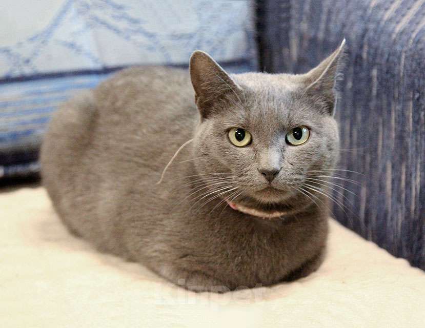 Кошки в Москве: Ищут дом три кошачьих сердца Мальчик, 10 руб. - фото 3