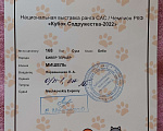 Собаки в Златоусте: Продам щенка бивера Девочка, 70 000 руб. - фото 7