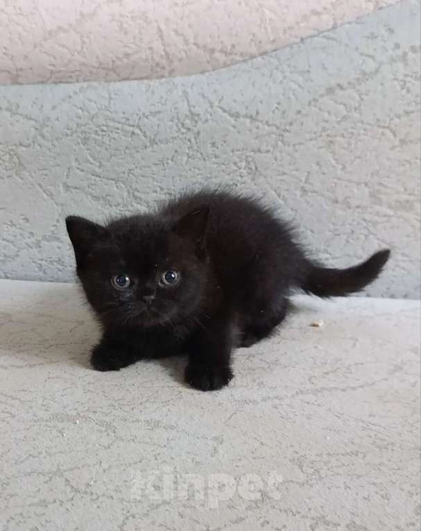 Кошки в Санкт-Петербурге: Черные британские девочки красотки Девочка, 50 000 руб. - фото 5