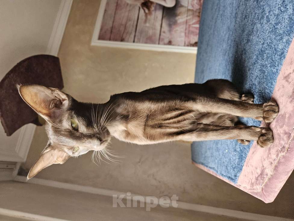 Кошки в Краснодаре: Ориентальные котята Мальчик, 25 000 руб. - фото 2