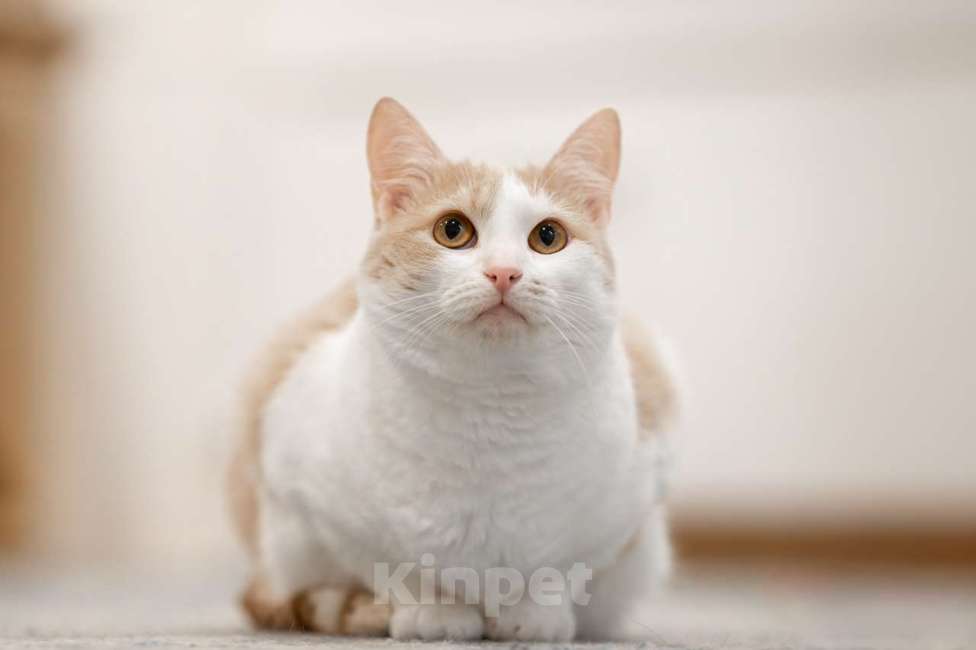 Кошки в Москве: Кошка Мистика в добрые руки Девочка, Бесплатно - фото 2