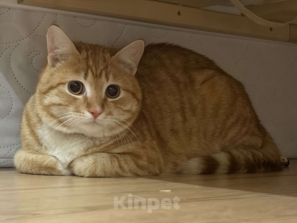 Кошки в Краснодаре: Найден рыжий кот Мальчик, Бесплатно - фото 1