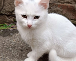 Кошки в Зернограде: Милую девочку в добрые руки Девочка, 1 руб. - фото 4