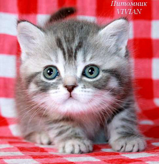Объявление: Бритарские котята вискас из питомника VIVIAN., 20 000 руб., Москва