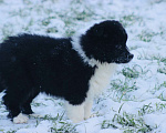 Собаки в других городах Московской области: Щенки Бордер Колли  Девочка, 90 000 руб. - фото 5