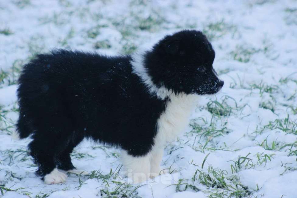 Собаки в других городах Московской области: Щенки Бордер Колли  Девочка, 90 000 руб. - фото 5