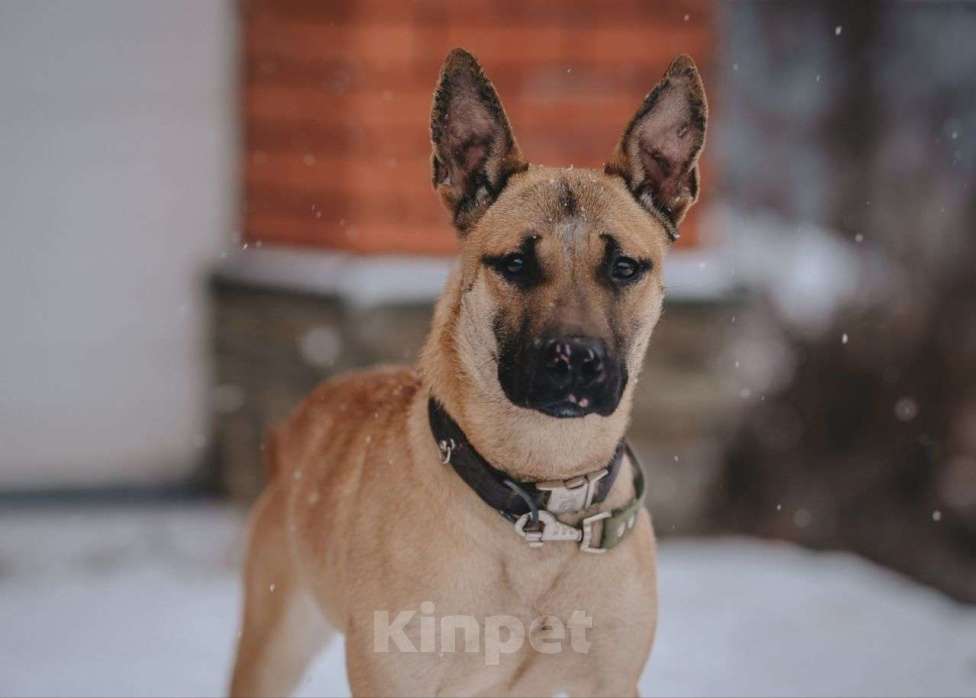 Собаки в Москве: В поисках ответственных людей энергичный и жизнерадостный пёс Веня! Мальчик, Бесплатно - фото 3