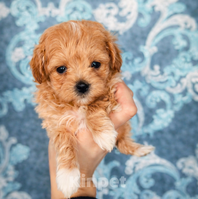 Собаки в Брянске: Щенок мальтипу ф1 Девочка, 110 000 руб. - фото 1