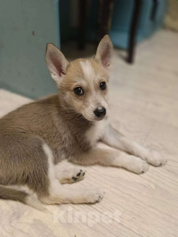 Собаки в Москве: Метис Лайки Мальчик, Бесплатно - фото 2