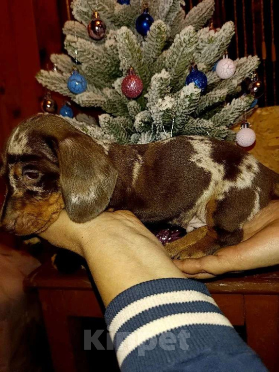 Собаки в других городах Московской области: Мраморный мальчик Мальчик, 100 000 руб. - фото 4