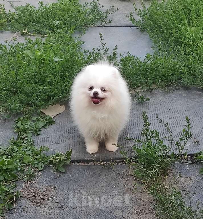 Собаки в Калуге: Белая красавица Девочка, 60 000 руб. - фото 3