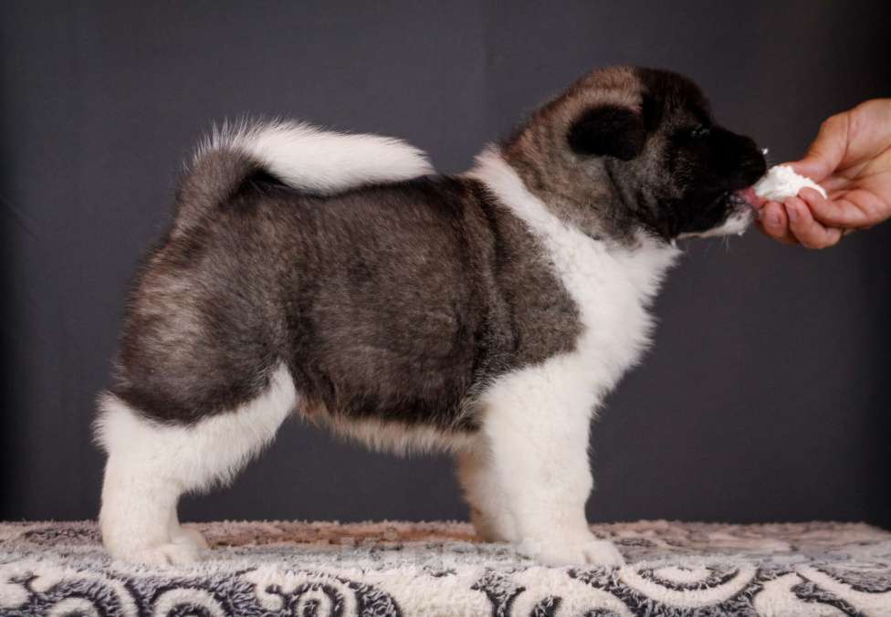 Собаки в других городах Ленинградской области: Щенки Американской акиты, для семьи и выставок. Мальчик, 100 000 руб. - фото 4