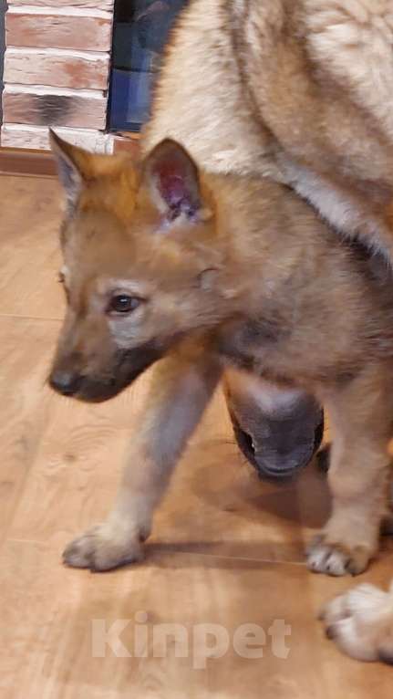 Собаки в Москве: Щенок чехословацкий влчак  Девочка, Бесплатно - фото 2