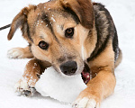 Собаки в Москве: Джуд Мальчик, Бесплатно - фото 1