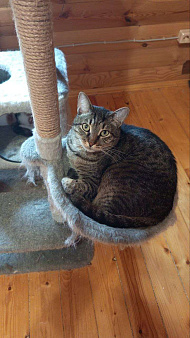 Барсик ищет дом