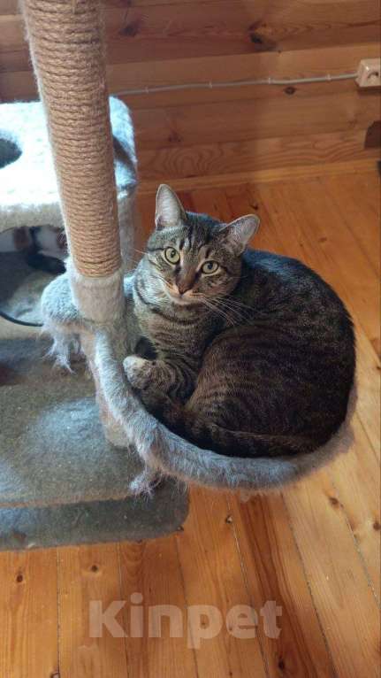 Кошки в Москве: Барсик ищет дом Мальчик, Бесплатно - фото 1