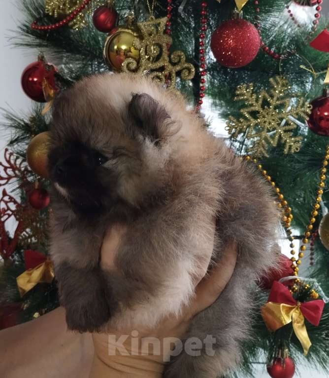 Собаки в Нижнем Новгороде: Мальчики Померанского шпица Мальчик, 40 000 руб. - фото 6