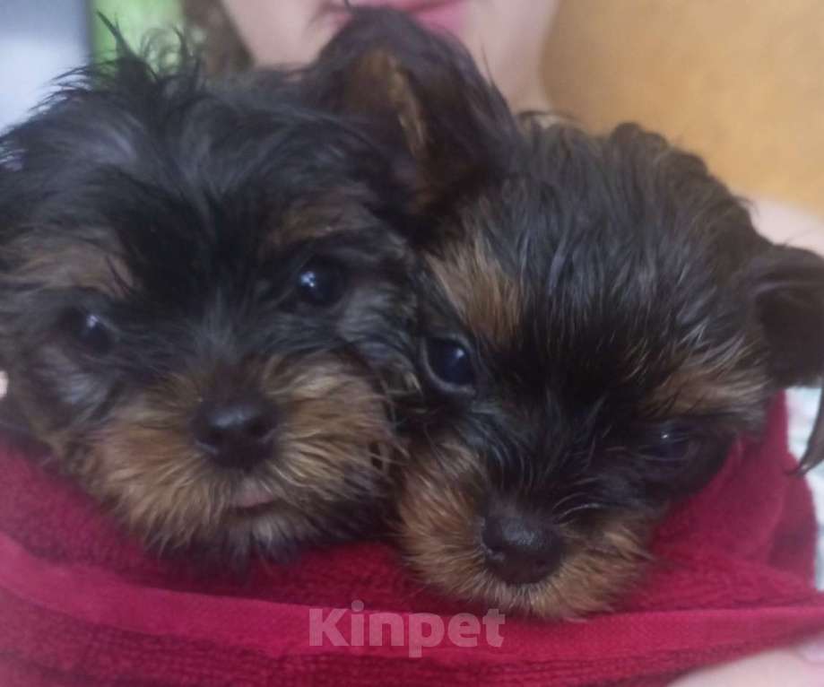 Собаки в Москве: Продаю щенка Мальчик, 45 000 руб. - фото 3