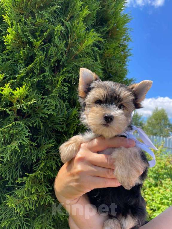 Собаки в Москве: Щенок-мальчик цветного йорка  Мальчик, 25 000 руб. - фото 4