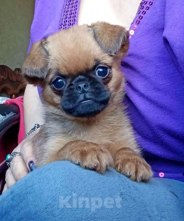 Собаки в Москве: Яркая девочка малый брабансон Девочка, 60 000 руб. - фото 3