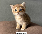 Кошки в Новосибирске: Шотландские вислоухие котята Разнополые, 5 000 руб. - фото 4