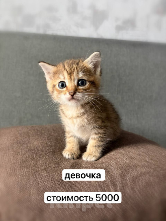 Кошки в Новосибирске: Шотландские вислоухие котята Разнополые, 5 000 руб. - фото 4