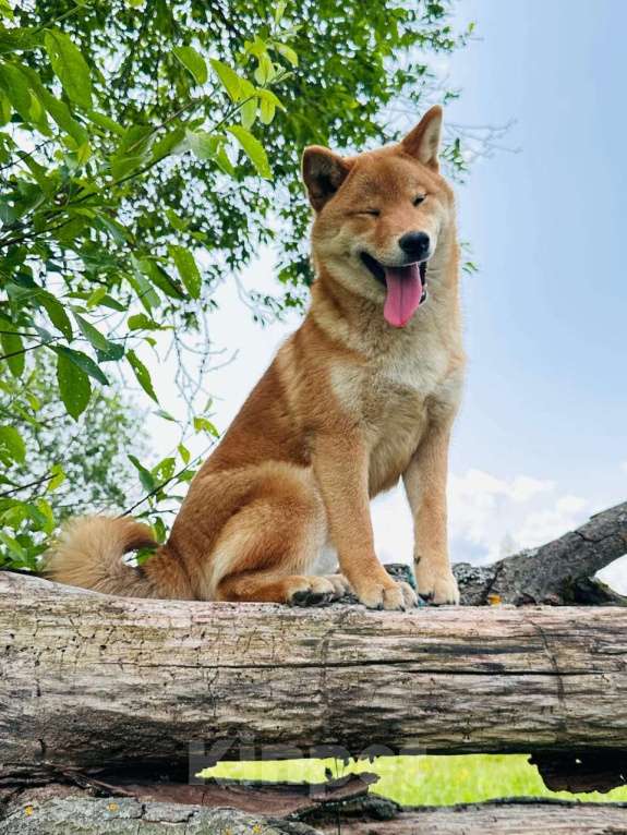 Собаки в Москве: Штурман. Самый лучший сиба  Мальчик, 40 000 руб. - фото 5