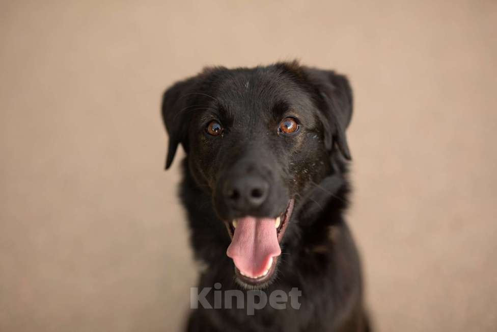 Собаки в Москве: Найт Мальчик, Бесплатно - фото 4