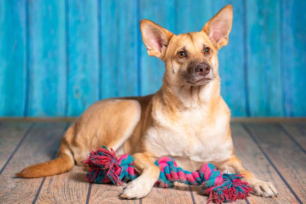 Собаки в Москве: Небольшая собачка квартирного содержания в добрые руки. Девочка, Бесплатно - фото 5
