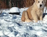 Собаки в Пскове: Среднеазиатская овчарка щенок алабай Девочка, 45 000 руб. - фото 3