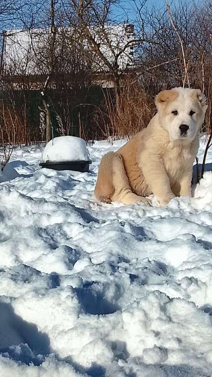 Собаки в Пскове: Среднеазиатская овчарка щенок алабай Девочка, 45 000 руб. - фото 3