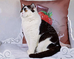 Кошки в Санкт-Петербурге: Молодой британский котик закончил племпрограмму питомника Мальчик, 5 000 руб. - фото 2