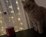 Кошки в Тюмени: Кошка экзот ищет дом Девочка, Бесплатно - фото 3