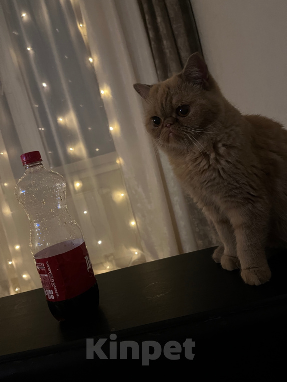 Кошки в Тюмени: Кошка экзот ищет дом Девочка, Бесплатно - фото 3