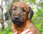 Собаки в Домодедово: Щенки ирландского терьера Мальчик, 50 000 руб. - фото 1