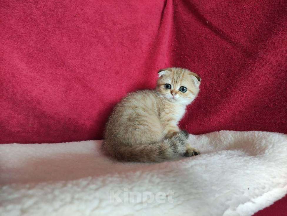 Кошки в Казани: Шотландская вислоухая золотая кошечка Ивента Девочка, 27 500 руб. - фото 3