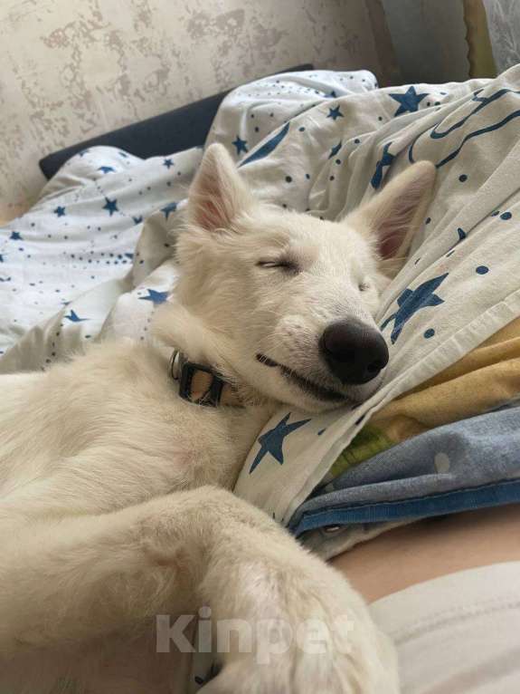 Собаки в Кирове: Швейцарская овчарка Девочка, 8 000 руб. - фото 1