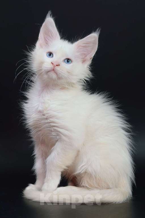 Кошки в Апрелевке: Котята мейн-кун из элитного питомника  Caressa Девочка, 50 000 руб. - фото 3